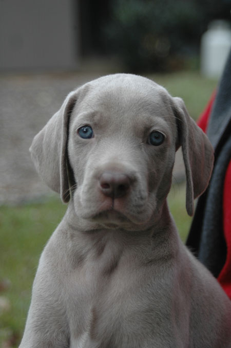 Weimaraner Puppies, Weimaraners, Show Weimaraners, Champion Weimaraners 